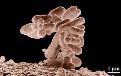 Coliform Bacteria & E-Coli